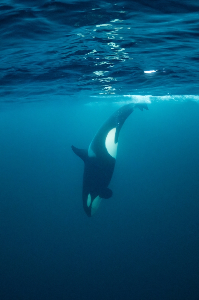 Pozorování kosatek v Norsku