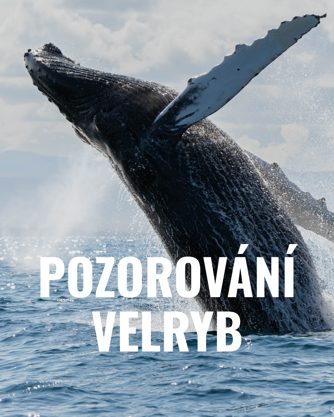 Pozorování velryb a keporkaků v Norsku Pozorování velryb a keporkaků v Norsku