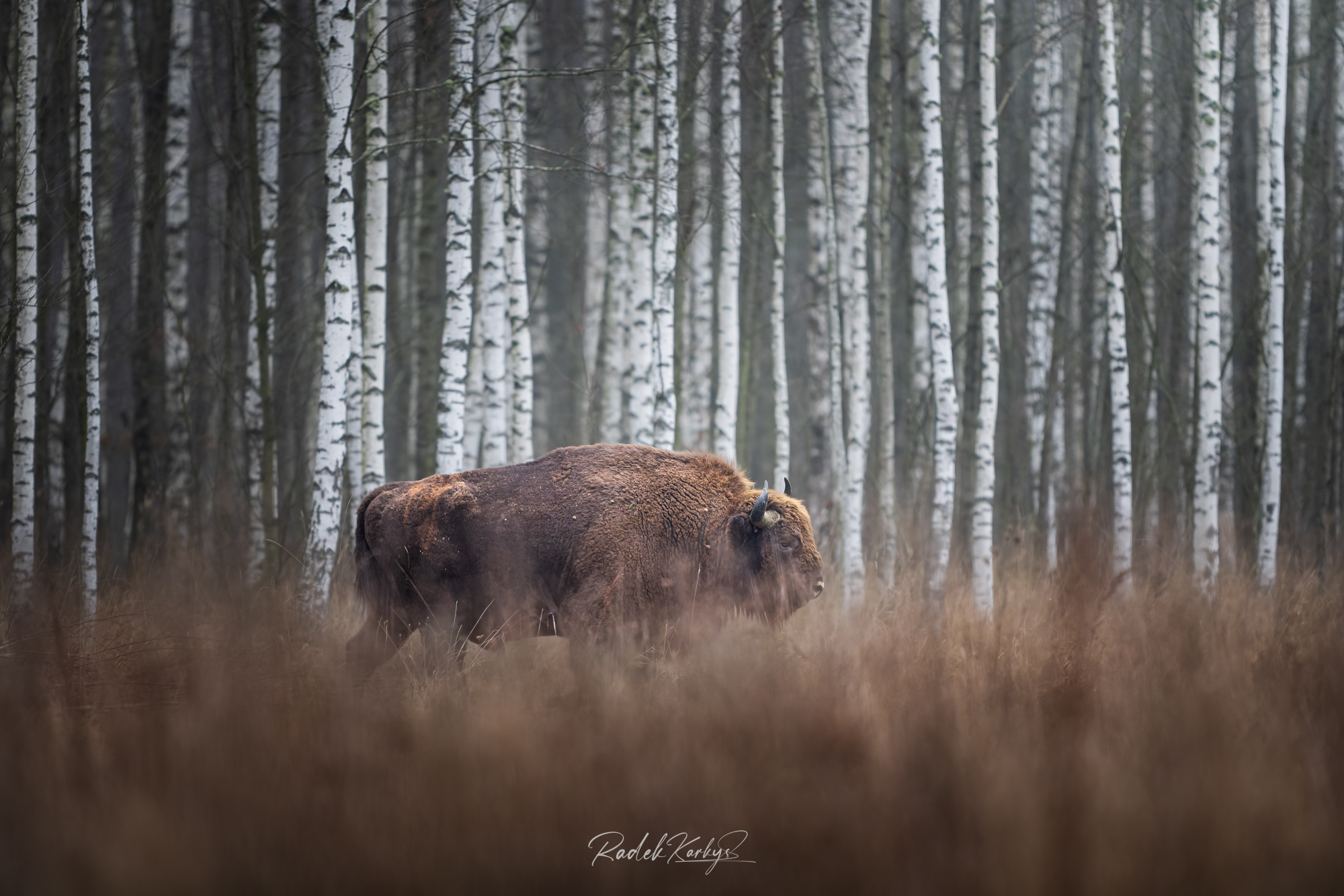 20250121-DSC04536 Radek Karkys - ukázka práce