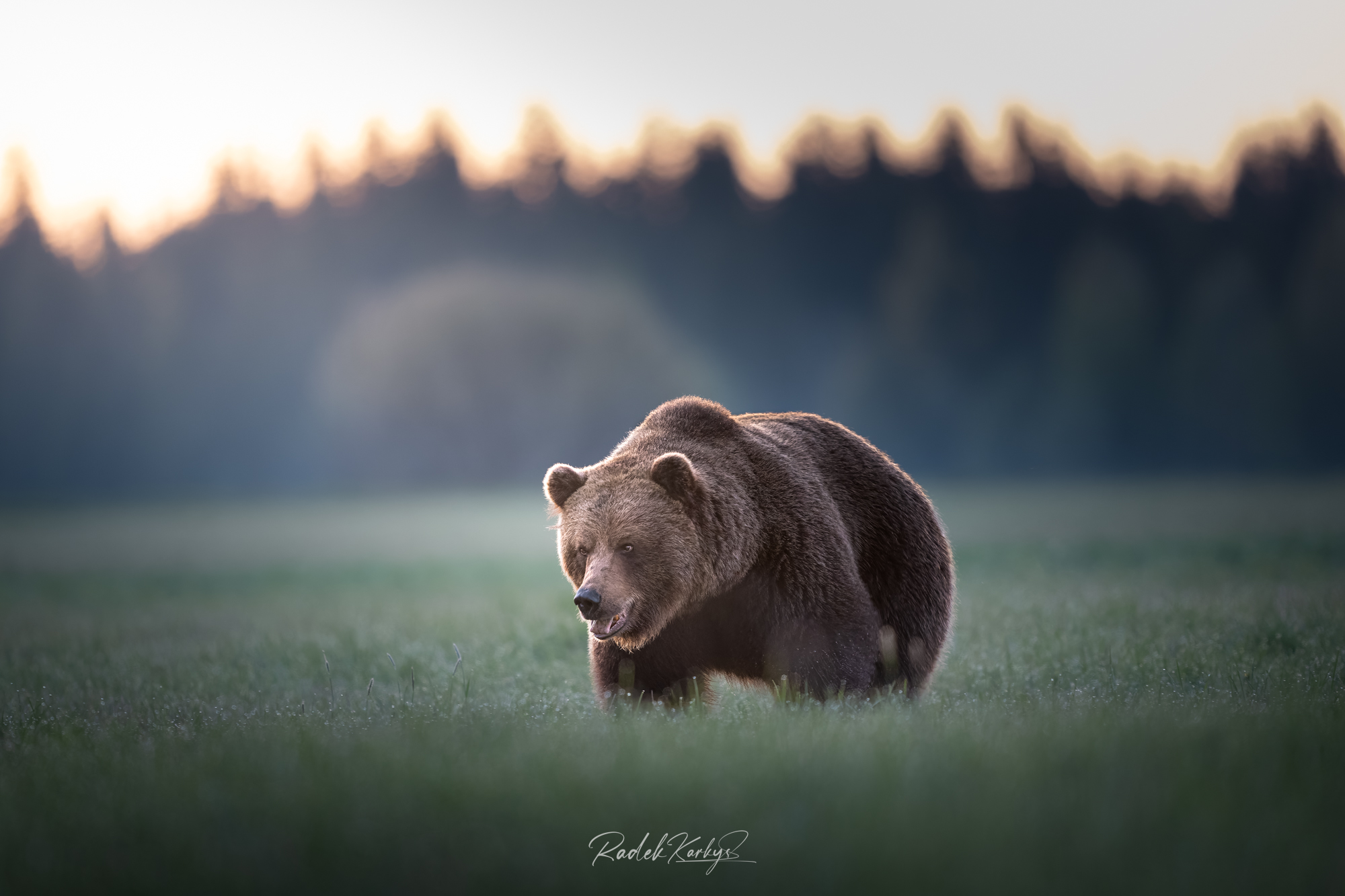 20250502-DSC01348 Radek Karkys - Medvěd ve volné přírodě - ukázka práce