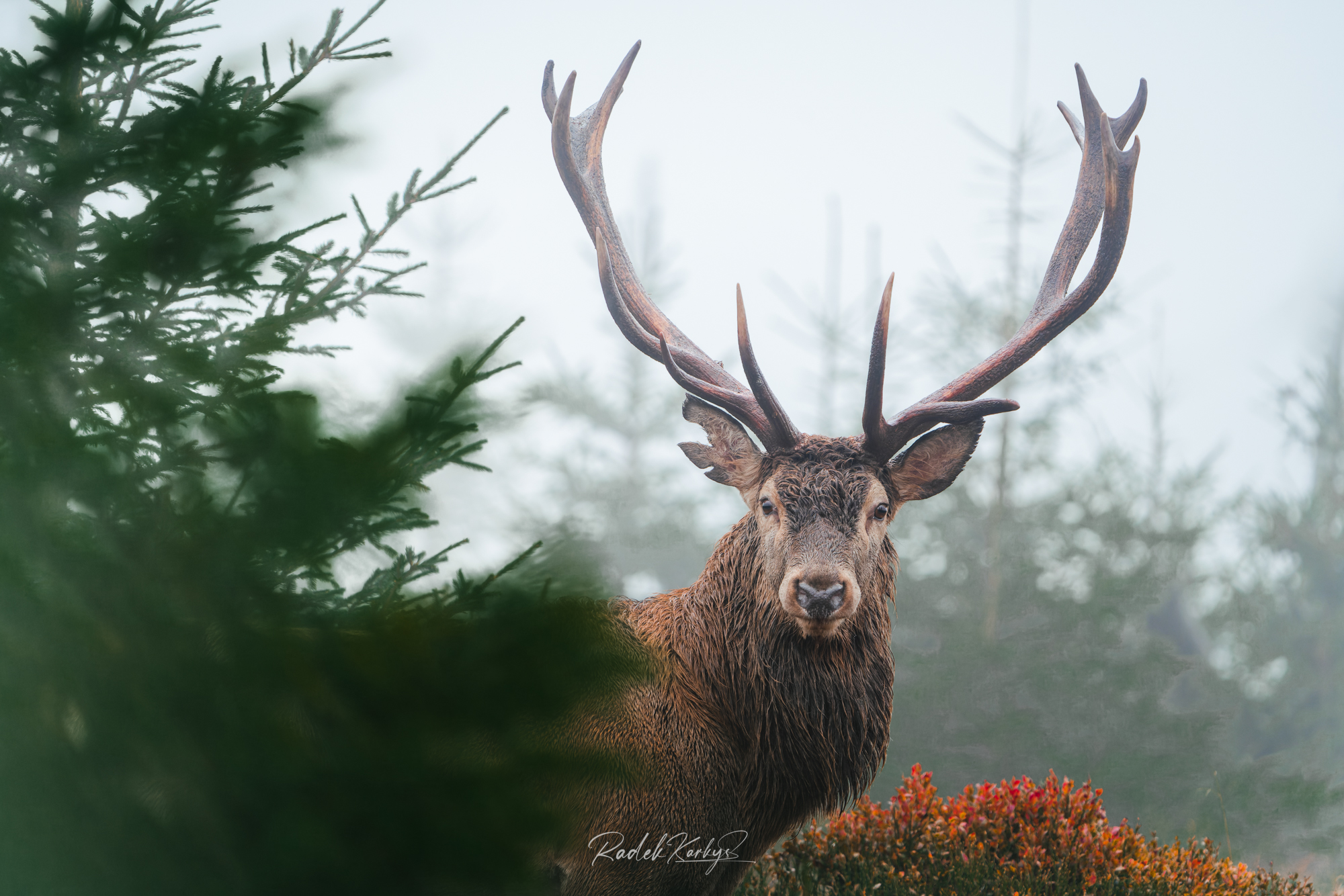 KRK08493-ARW_DxO_DeepPRIME Radek Karkys - ukázka práce