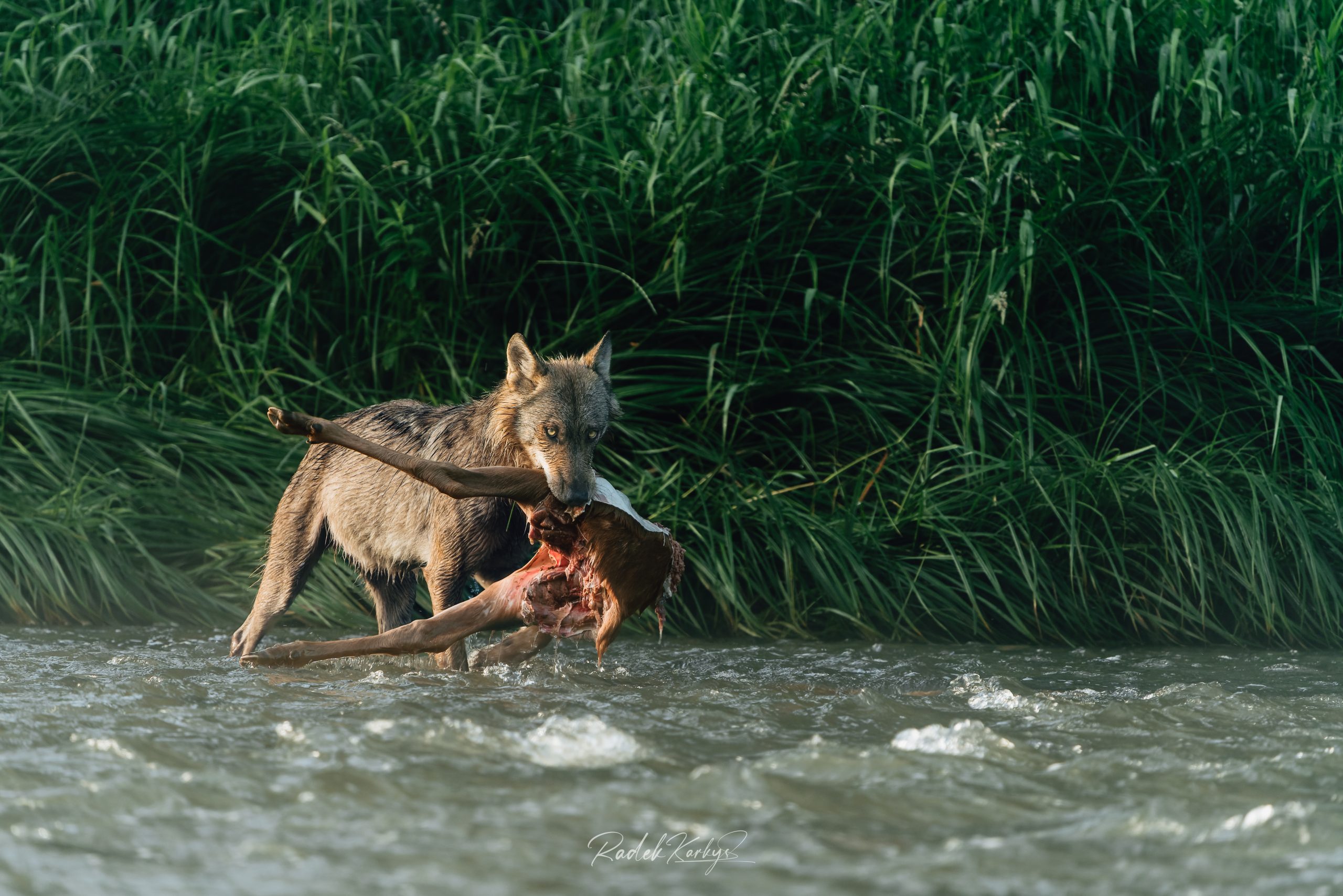 KRK09887-ARW_DxO_DeepPRIME-2 Radek Karkys - Vlk s kořistí - ukázka práce