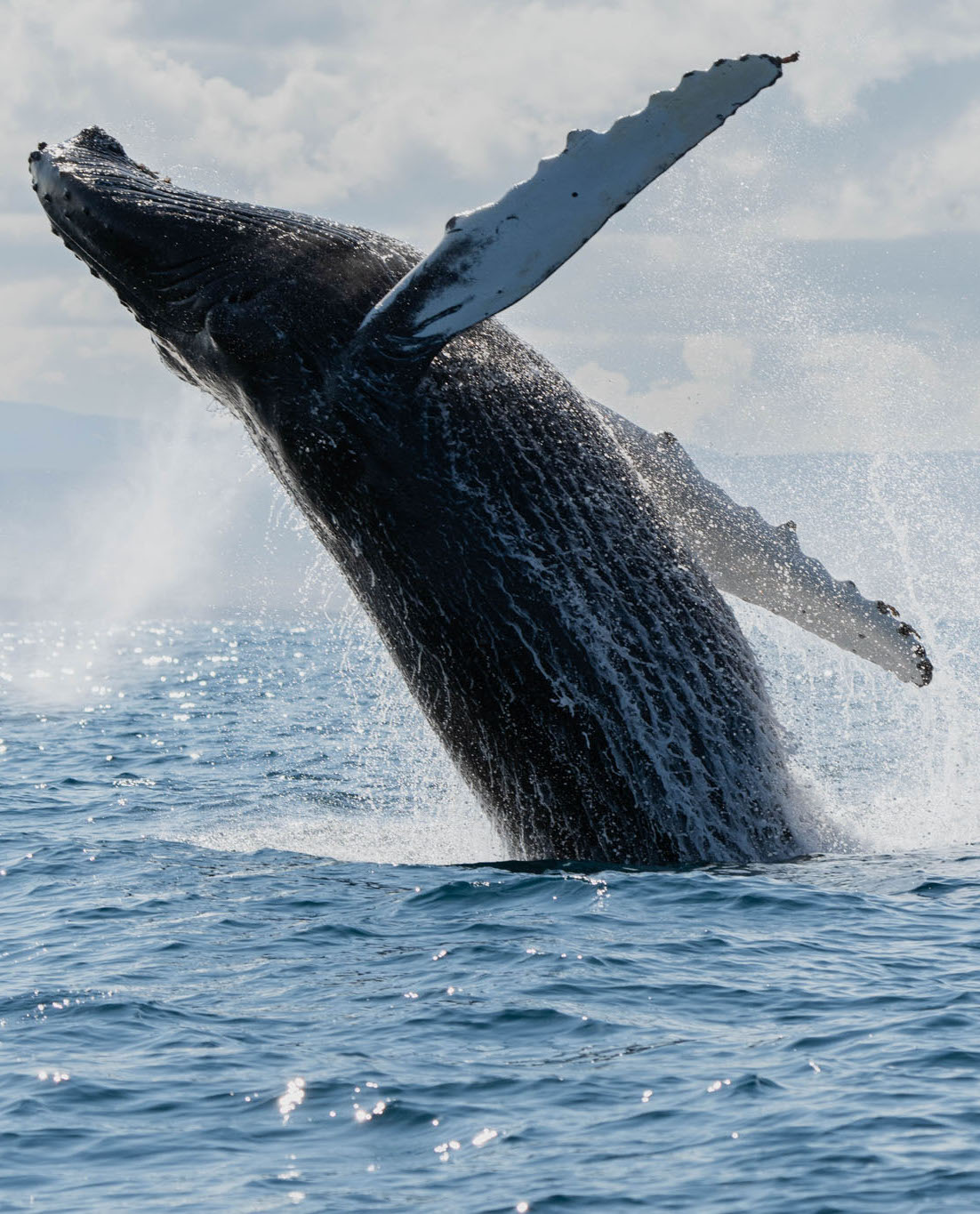 Focení velryb workshop